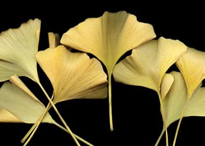 Gingko, Yin Xing Ye