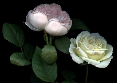 Rose, Mei Gui Hua