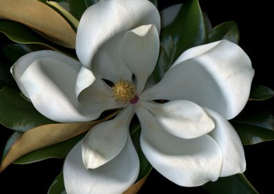 Magnolia, Xin Yin Hua or Hou Pu
